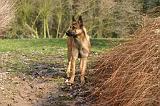 MALINOIS 1105